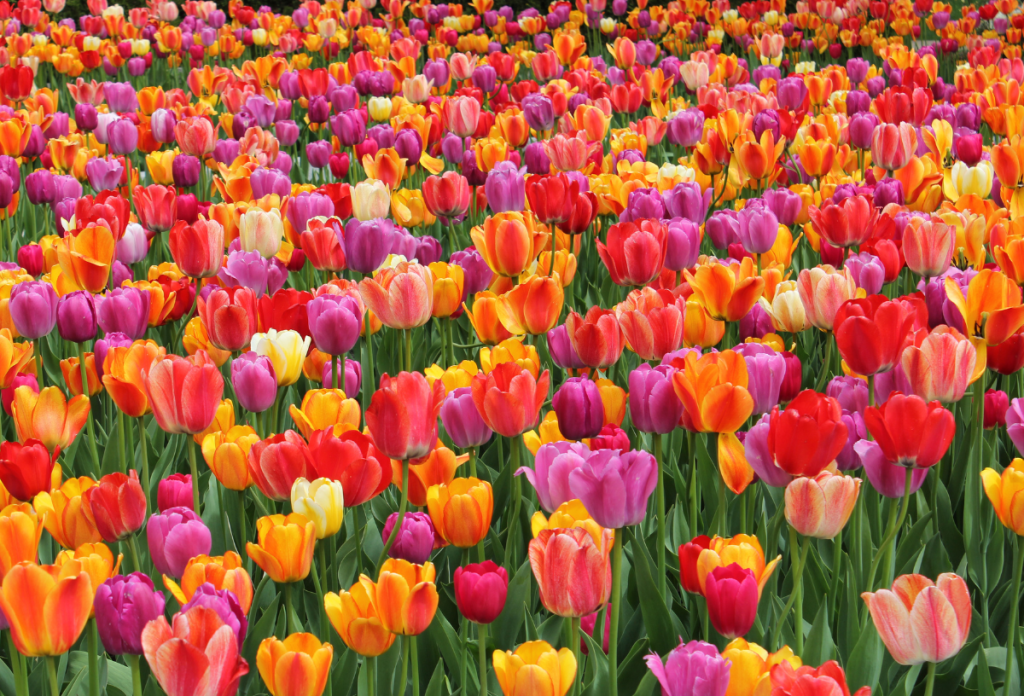 A tulipánszedés csodás program lehet a tavaszi szünetben