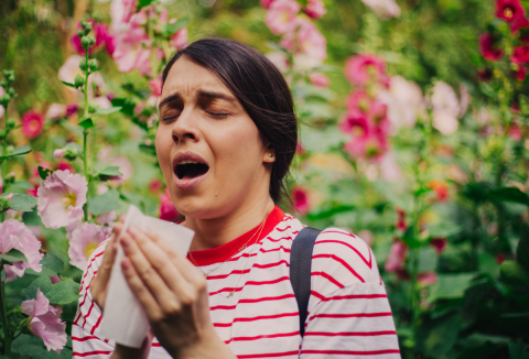 Allergia szezon 2024