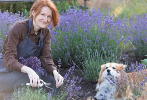 Levendula helyes metszése