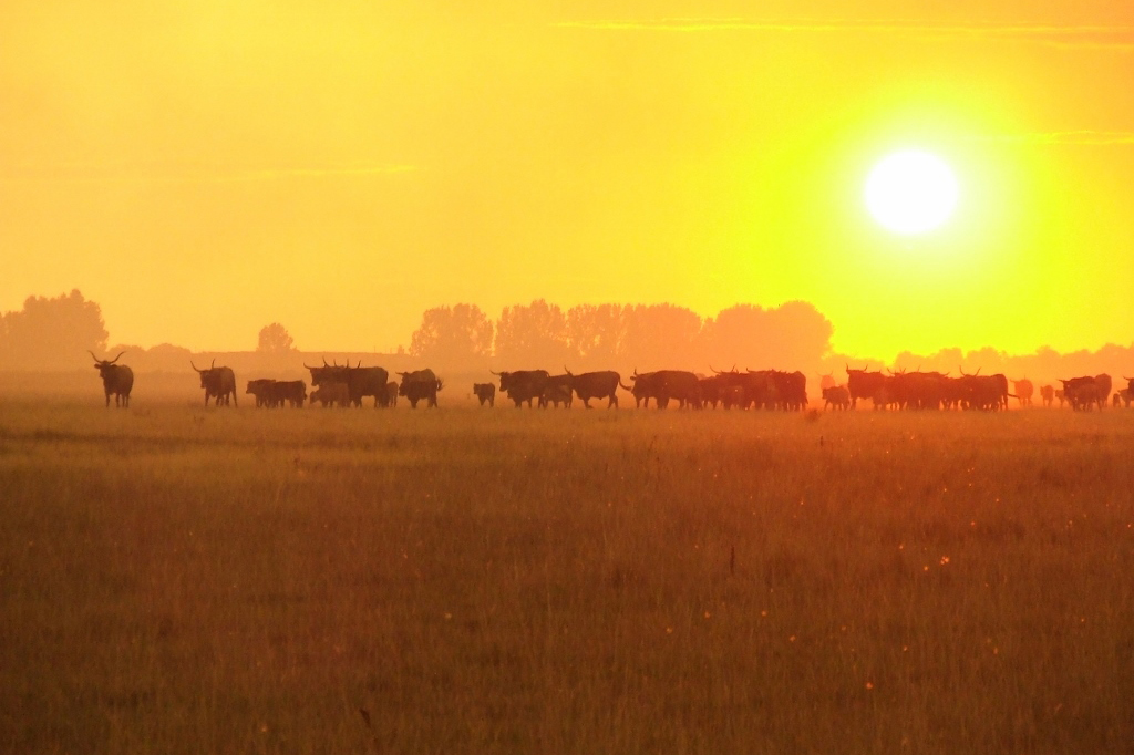 hortobagy-naplemente-szafari