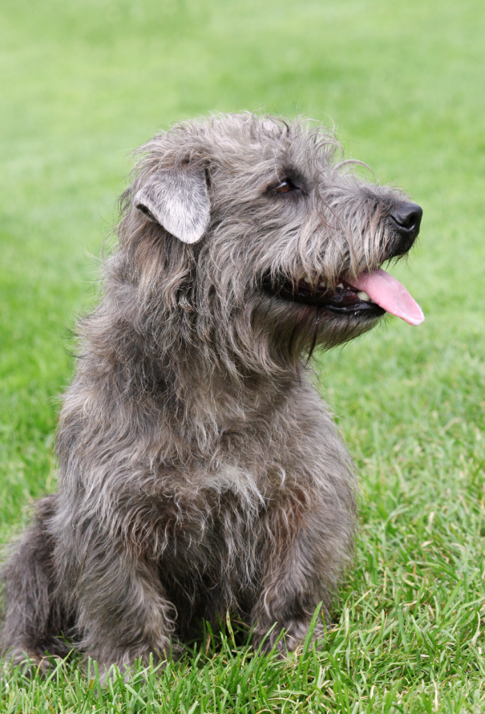 A legcsendesebb terrier soha nem volt a legnépszerűbb kutyafajta, de most akár örökre eltűnhet