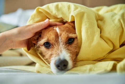 5 signos tempranos de cáncer en perros