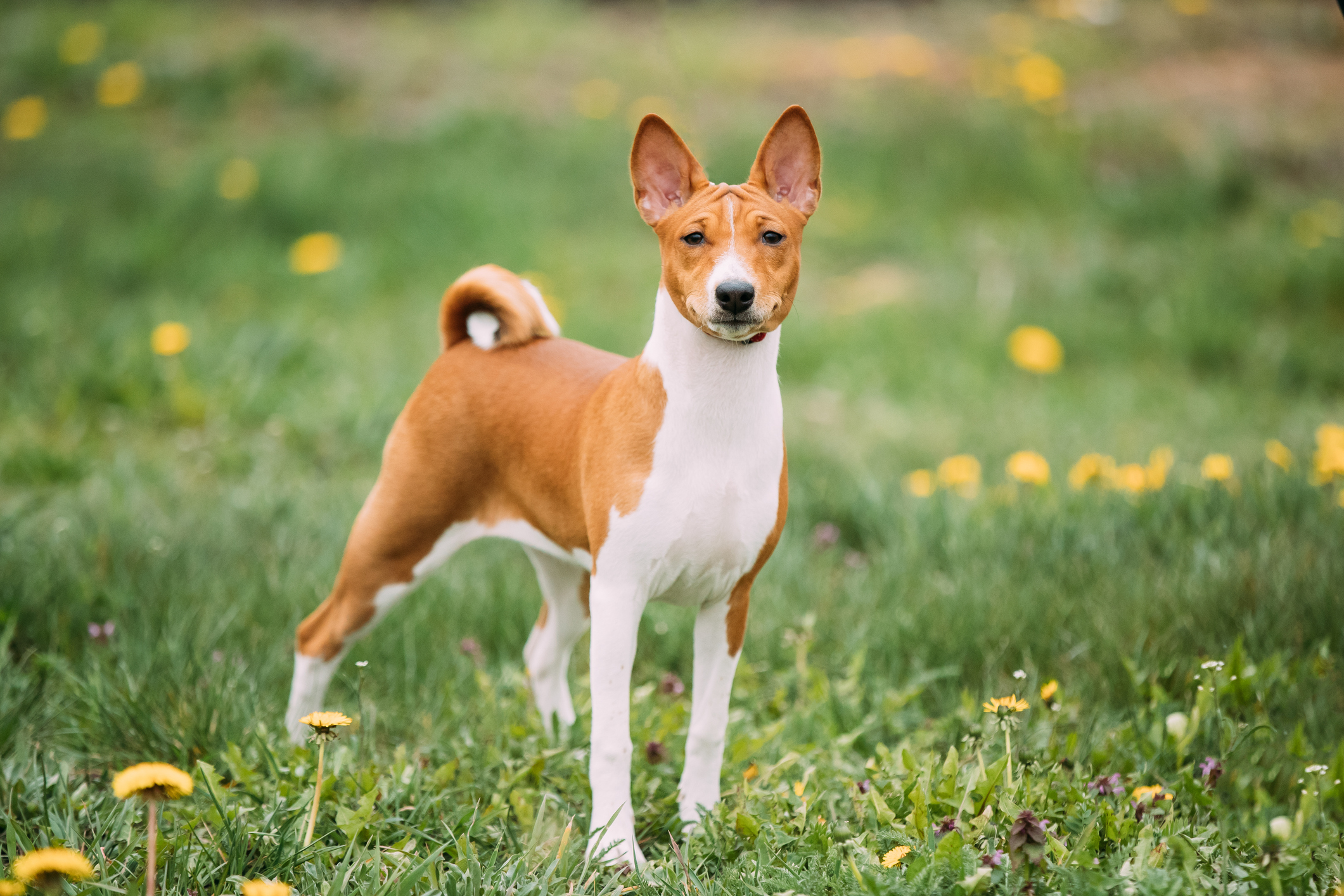 A basenji egy Afrikából származó kistestű kutyafajta