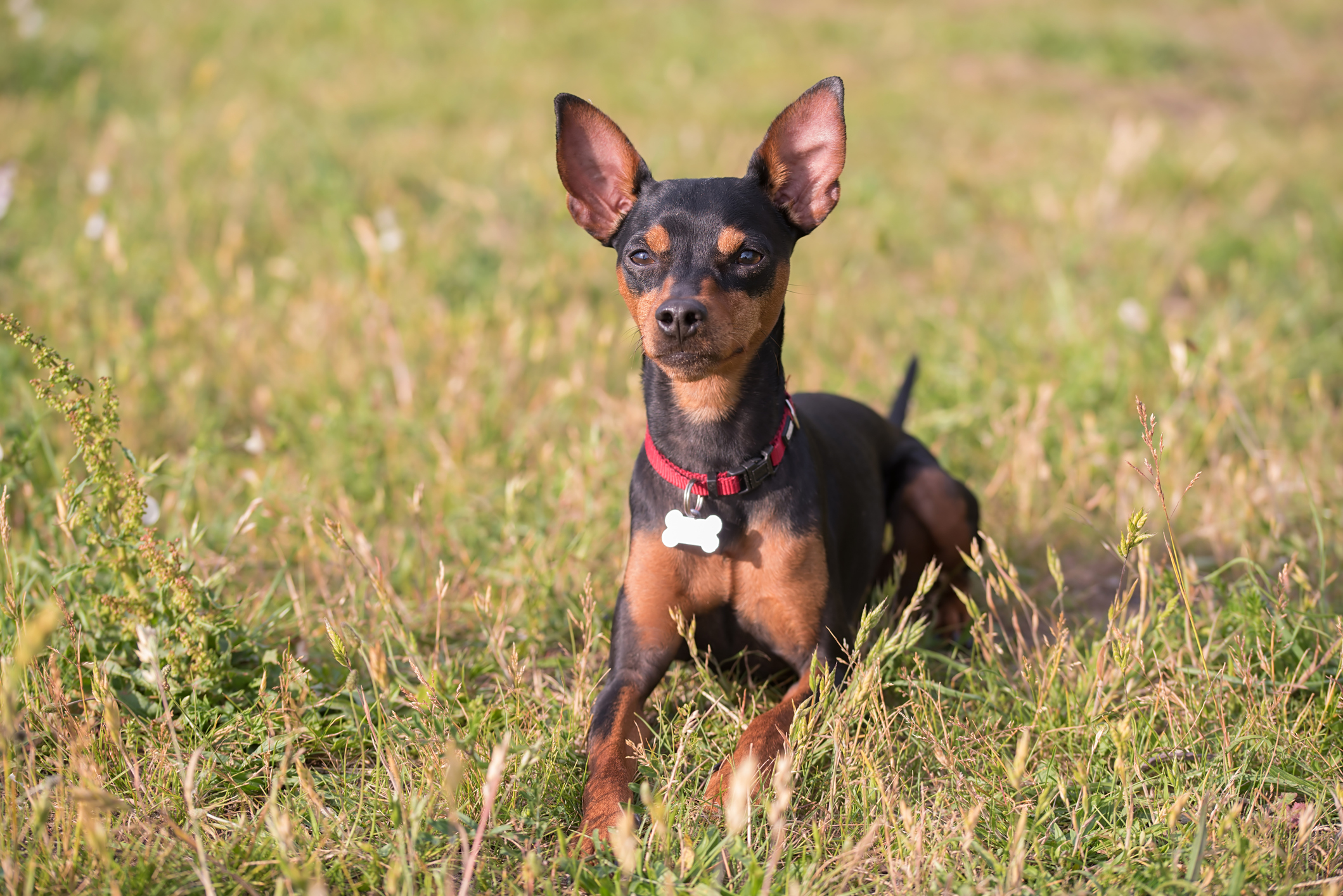 A kistestű törpe pinscher nem ismer félelmet