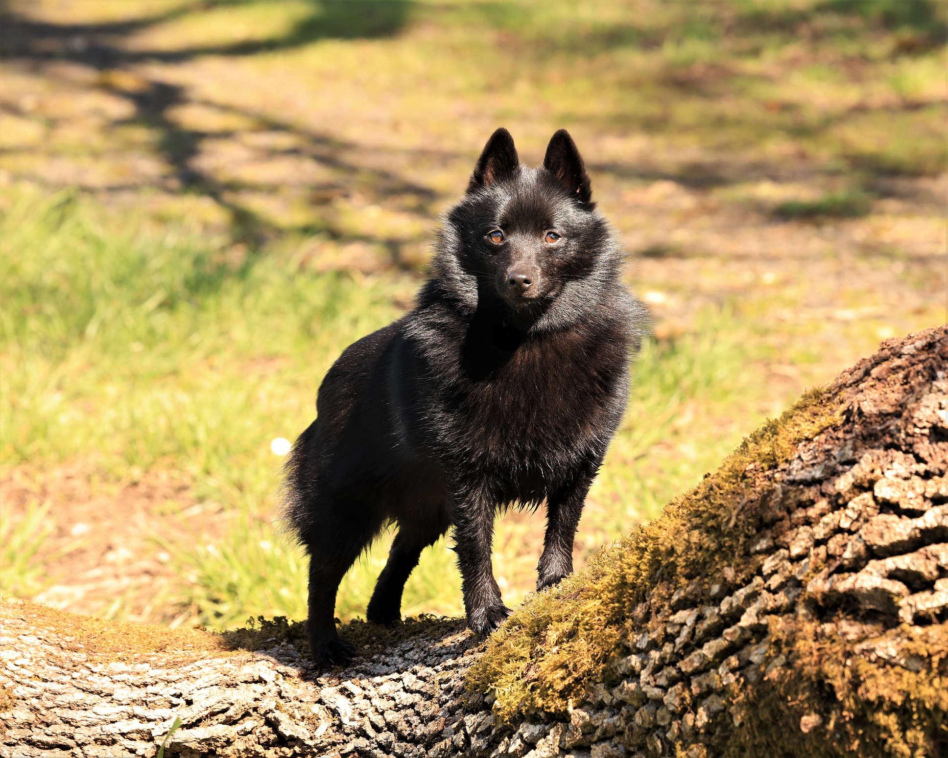 A schipperke egy nagyon szeretnivaló kistestű kutyafajta