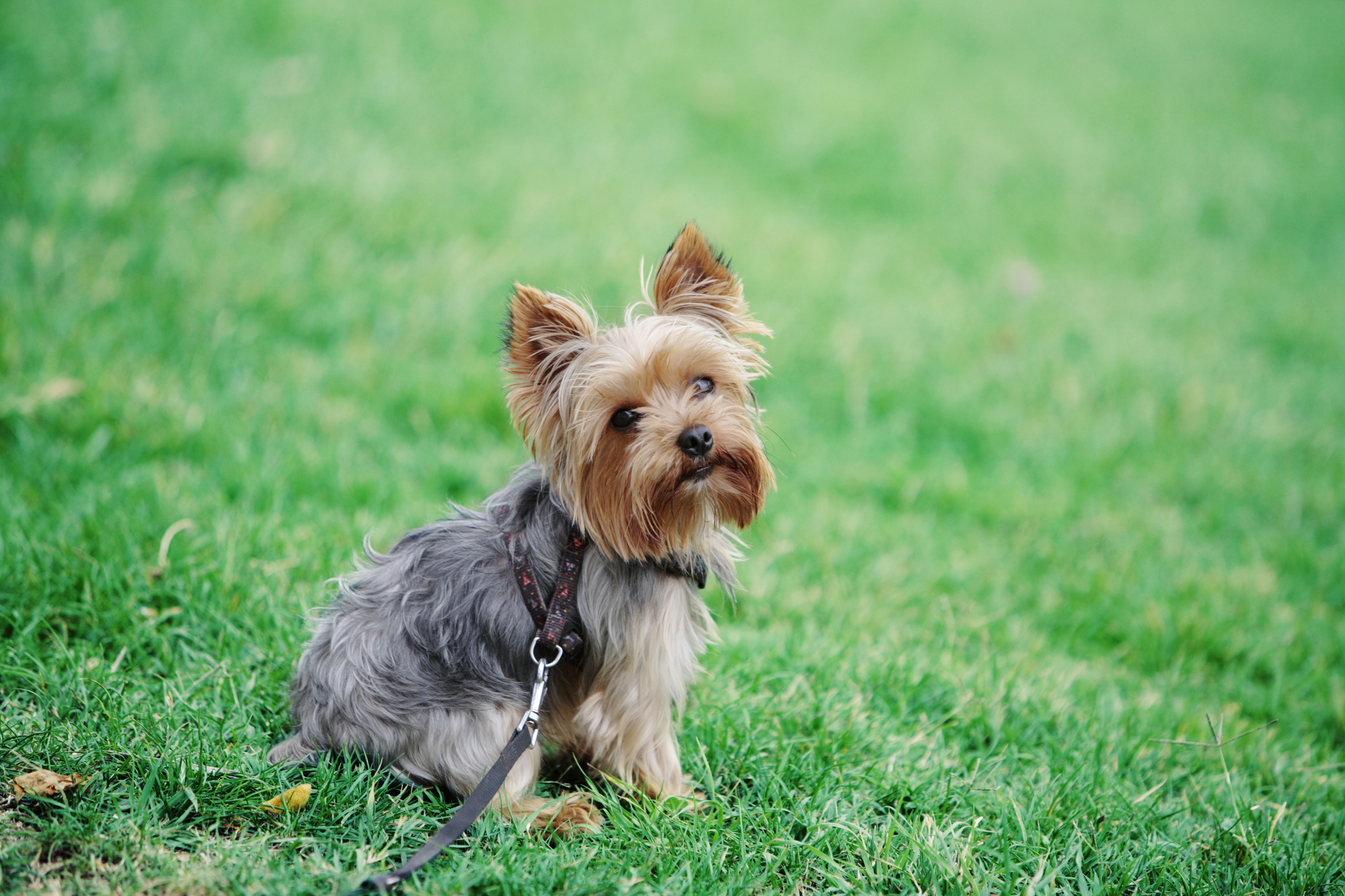 A yorkshire terrier nemcsak kistestű, de még hipoallergén is!