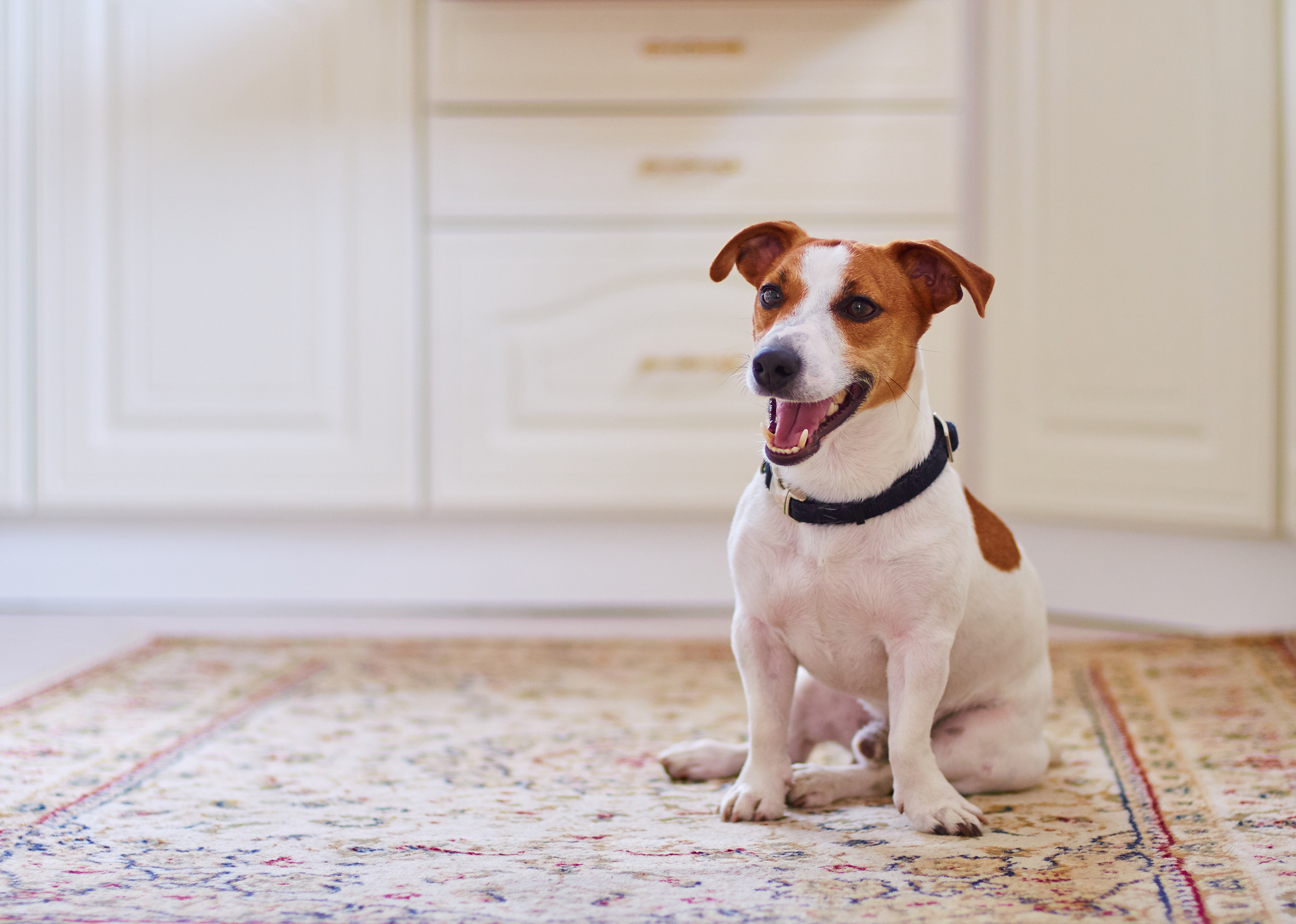 Nagyon izgága kistestű kutyafajta a Jack Russel terrier