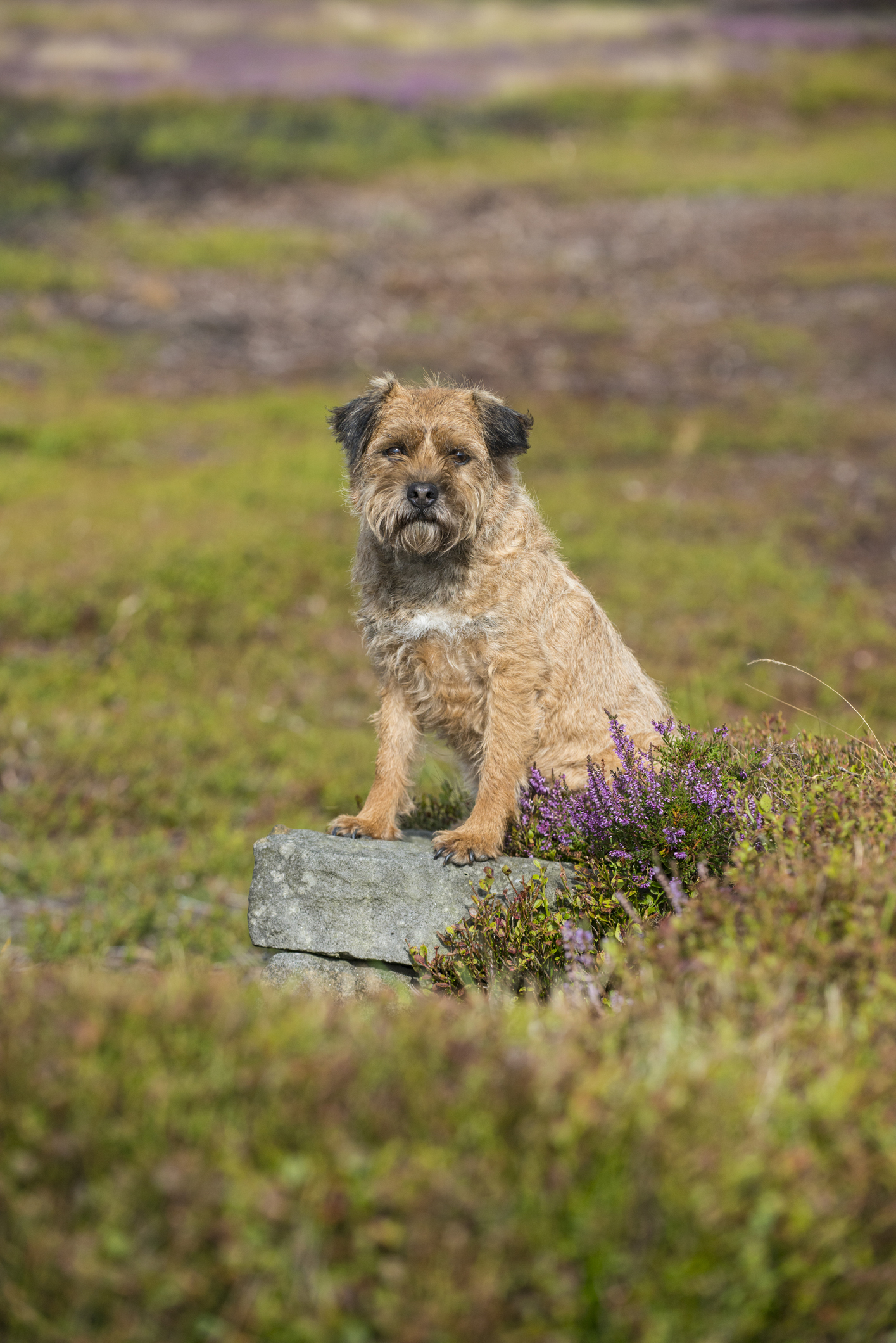 A border terrier is egy kistestű kutyafajta