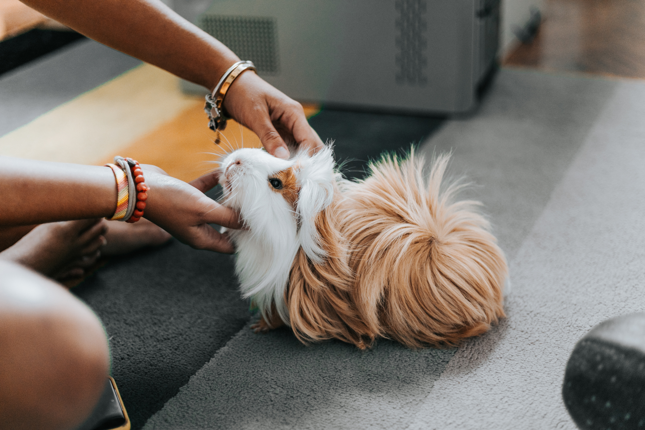 A tengerimalacok kiváló háziállatok lehetnek