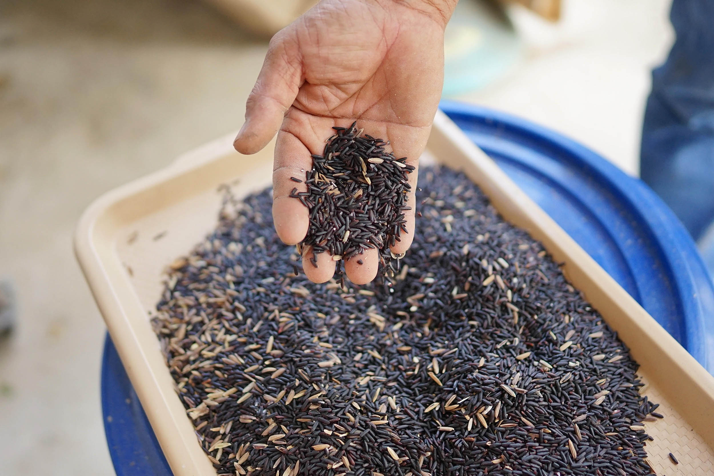 Egy tán riceberry nevű rizsbe meríti meg a markát egy férfi