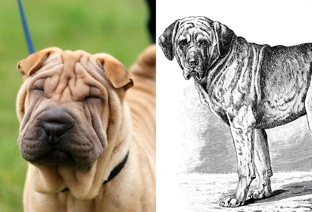 Egy mai shar-pei és egy 19. századi