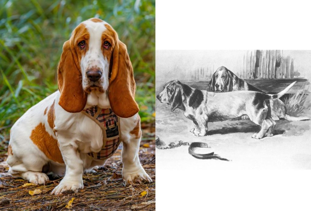 Basset hound ma és a 19. századi grafikán