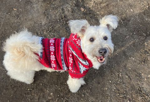 Kutya ruha télikabát