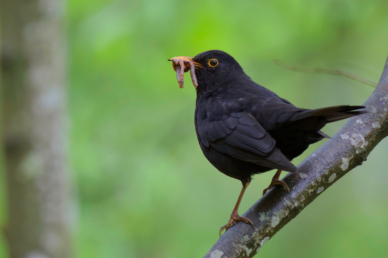 A fekete rigó általában bogarakat és kukacokat eszik