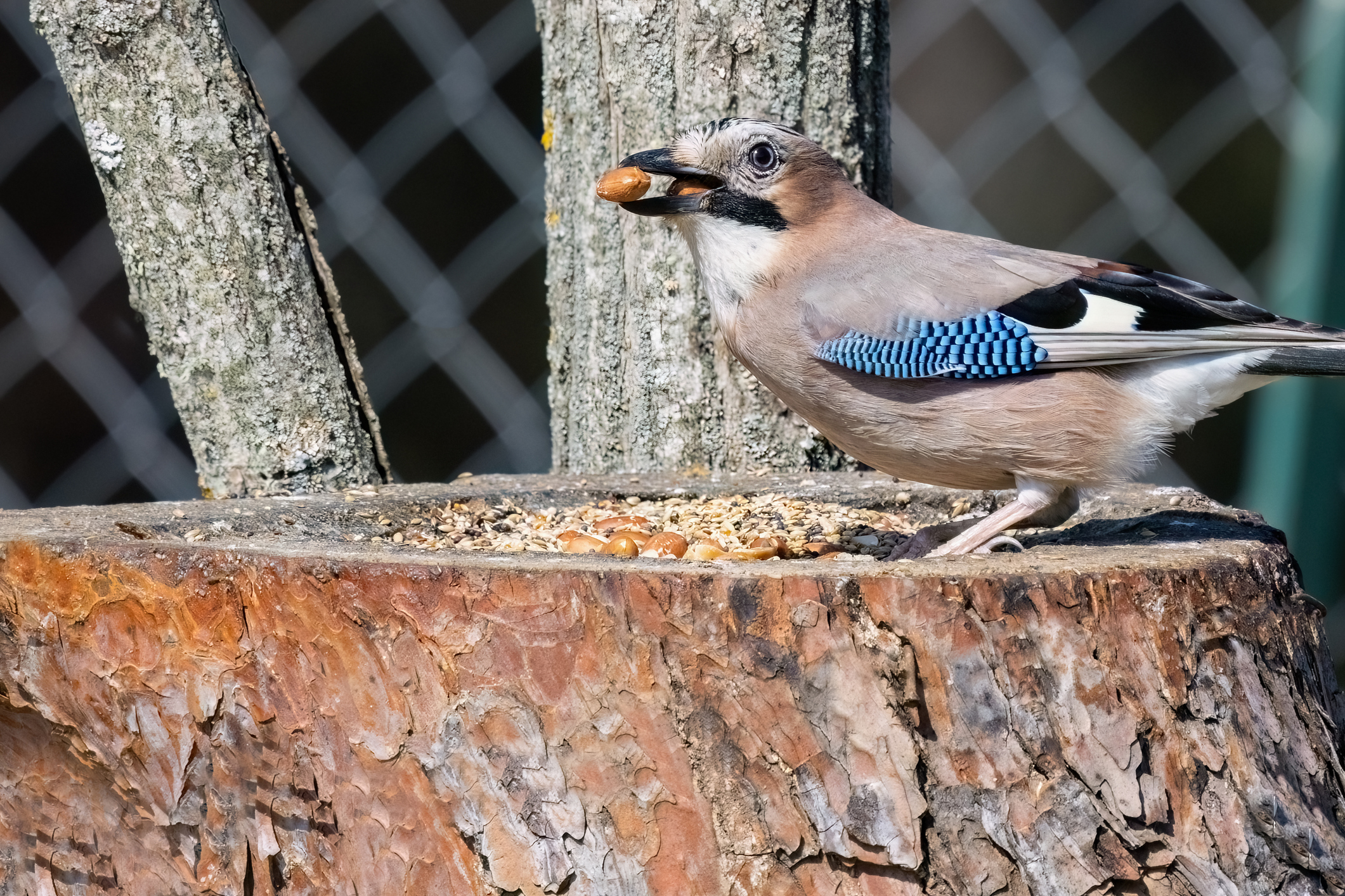 A szajkó, fenséges és titokzatos: de vajon tényleg figyelmeztethet a betörésre?