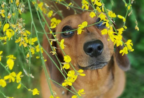 Csersznyevirág mérgező kutyáknak