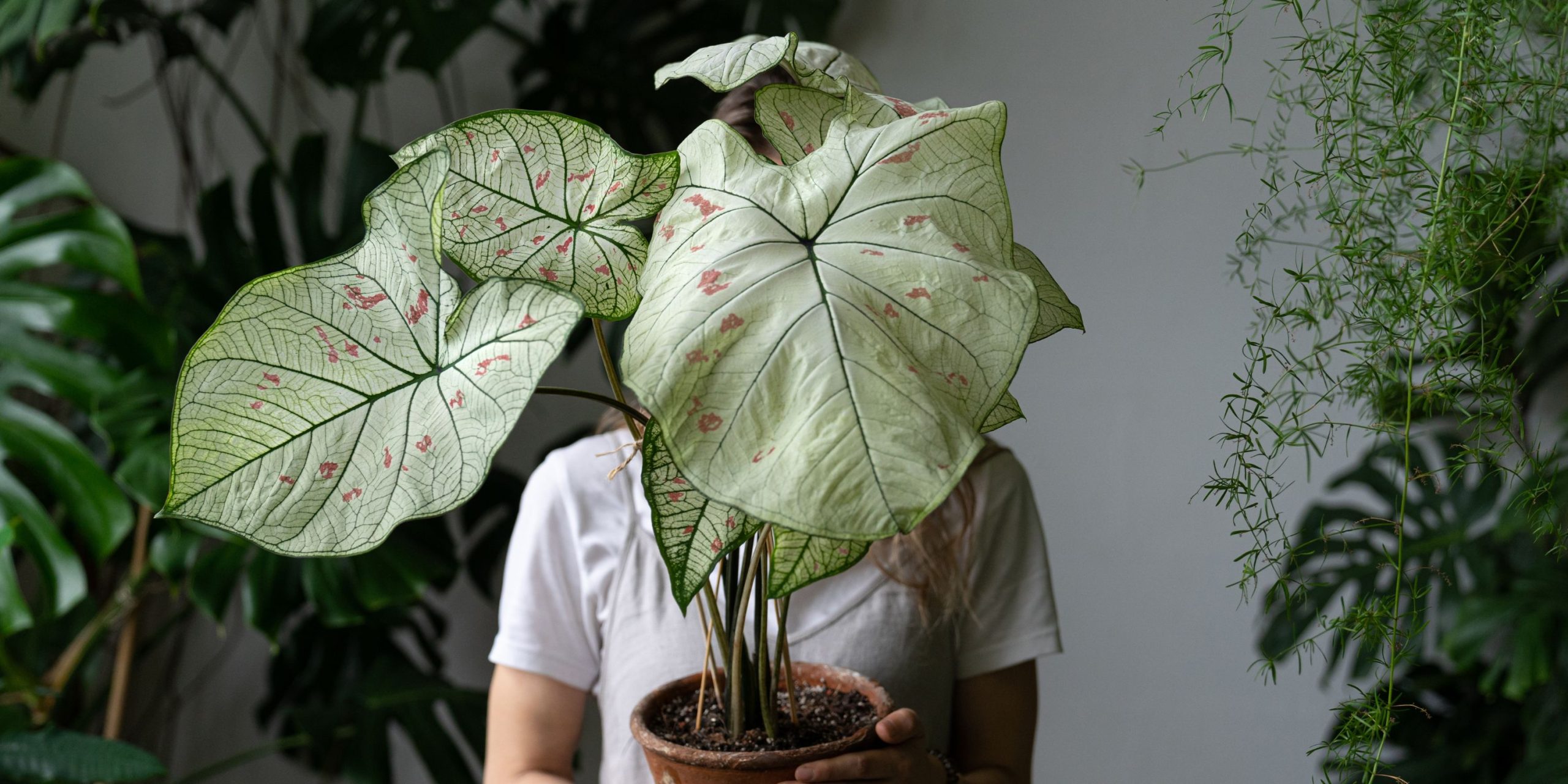 A szobanövények nemcsak szépítenek, hanem kellemesebb környezetet, jobb levegőt, nyugodtabb légkört teremtenek