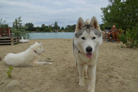 Kutyabarát strandok 2025