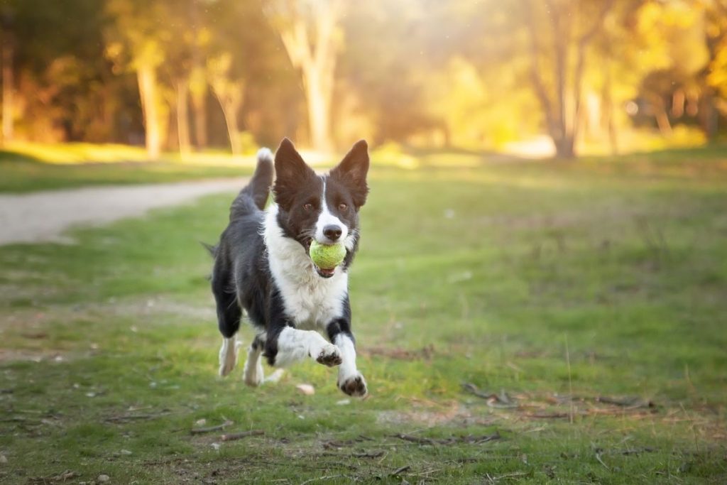 gyerek-melle-kutya-legjobb-fajtak | Marie Claire gyerek mellé kutya legjobb fajták