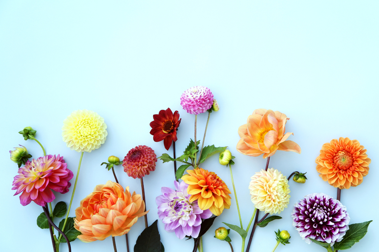 Káoszkertészkedés: mindenféle virágok