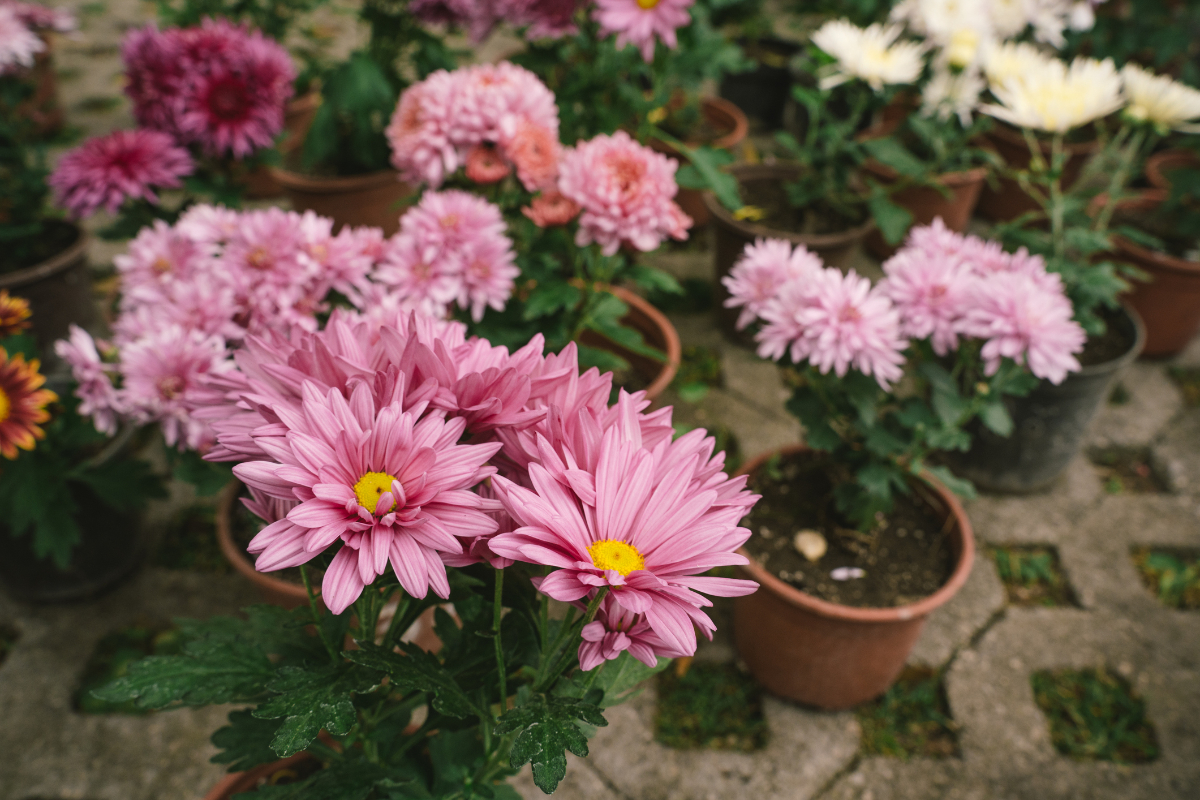 Krizantém: légyirtó, rovarirtó