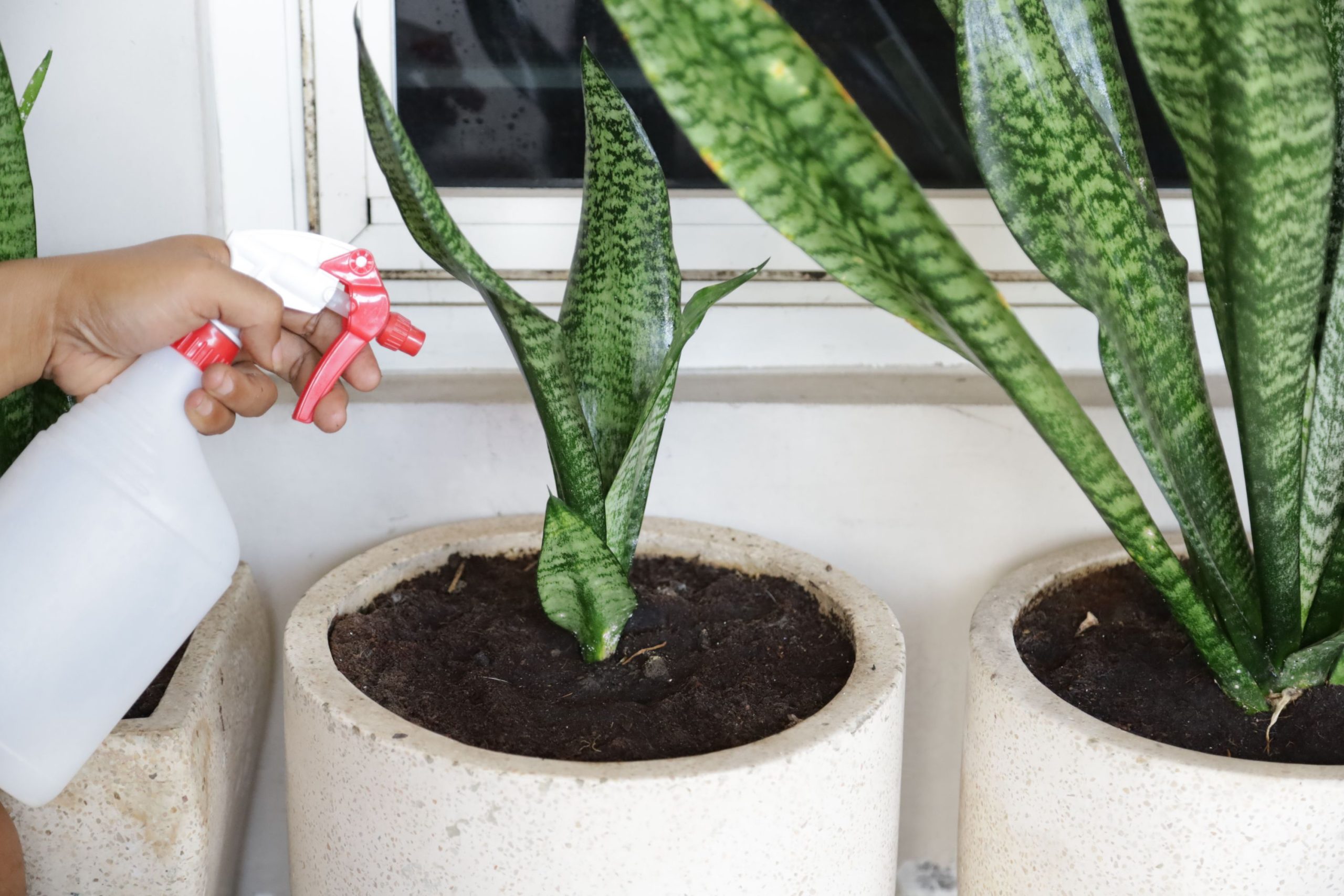 Az anyósnyelv ideális szobanövény a hálószobába – tisztítja a levegőt, és javítja az alvás minőségét