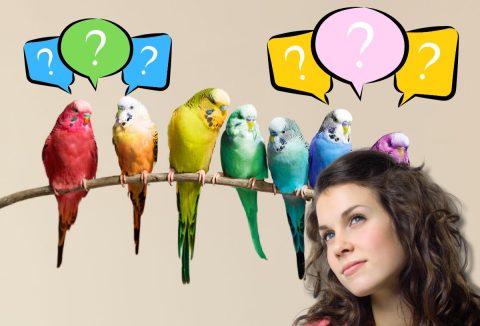 Műveltségi kvíz élővilág