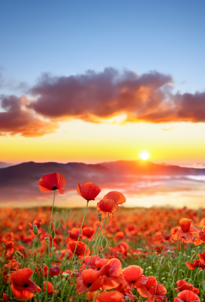 A nyári napforduló június 21-én fontos fordulópont a természetben