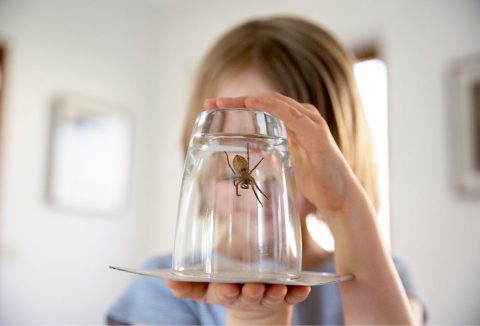 Pókok a lakásban