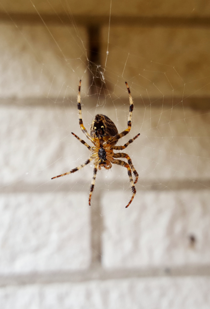 Miért szeretnek a lakásunkban élni a pókok?