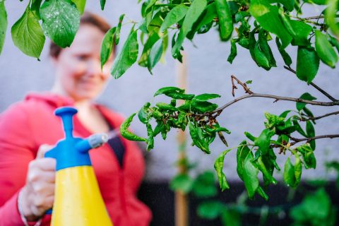 levéltetvek ellen házilag