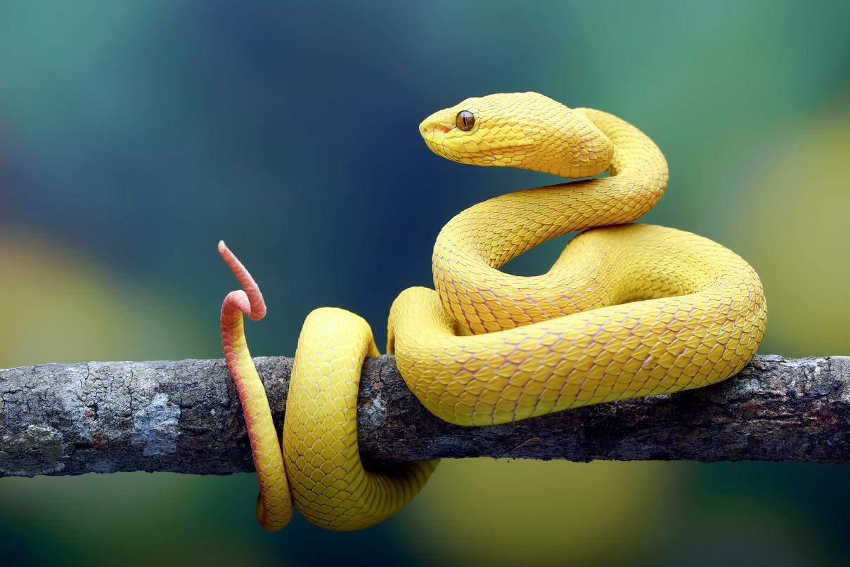 A kígyó jelentését meghatározza az álomban látott mérete, a színe és a viselkedése