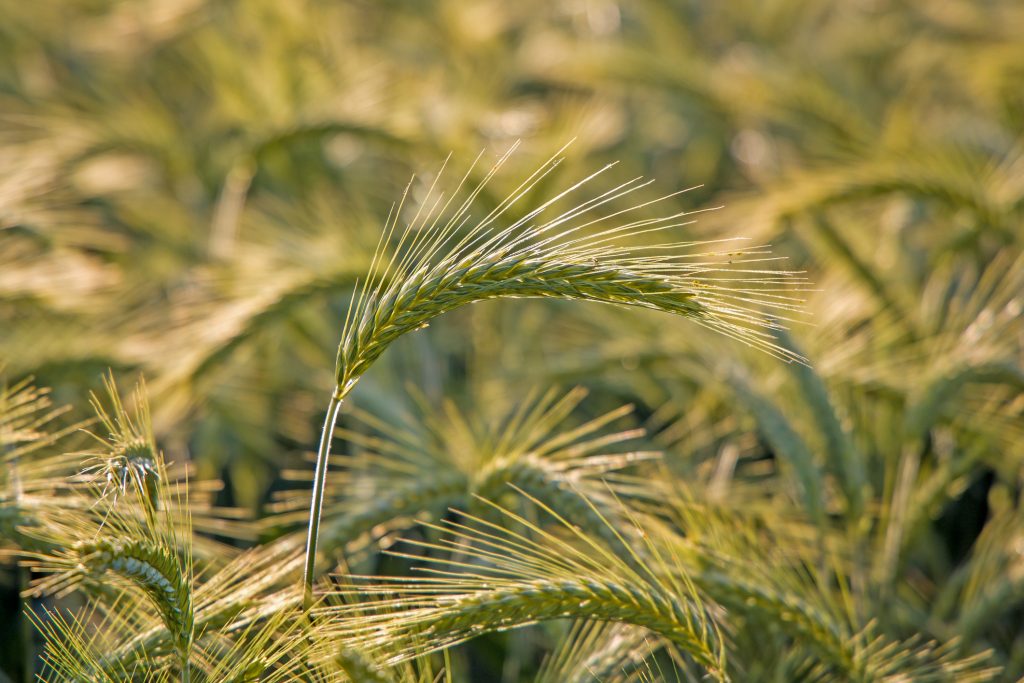 Így néz ki a toklász