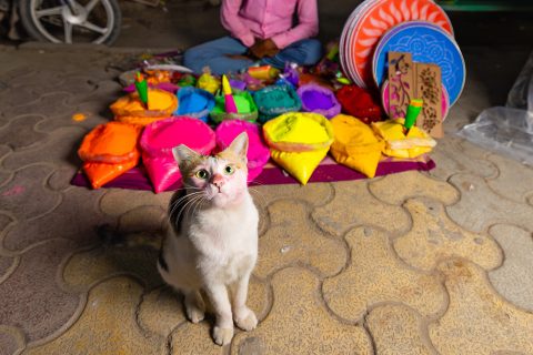 Macska egy indiai piacon