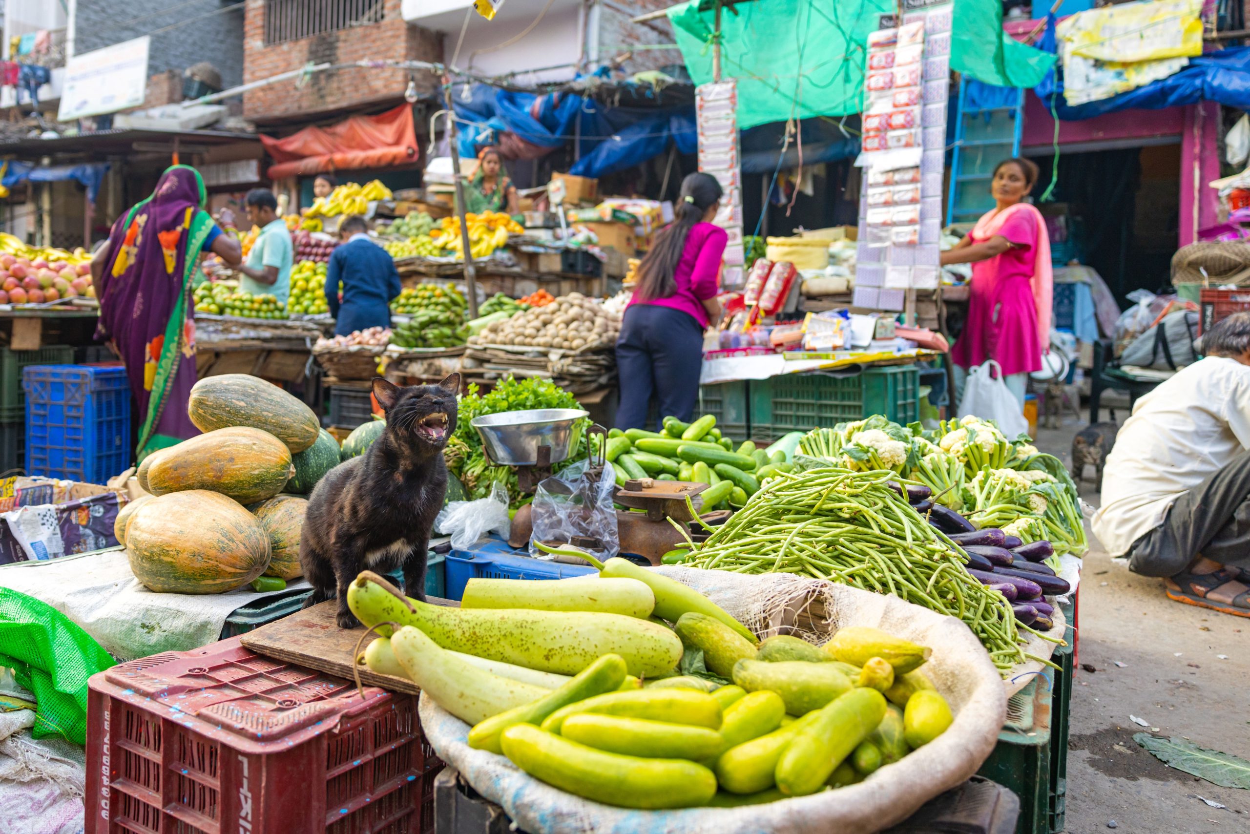 Macska egy indiai piacon