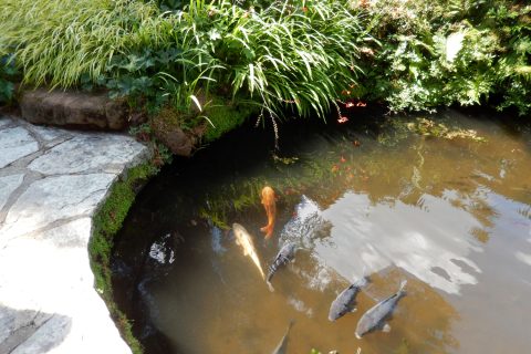 Kerti tó növényekkel