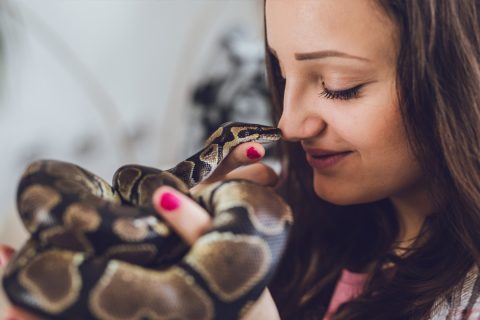 Kígyó jelentése álomban: fontos dologra figyelmeztet