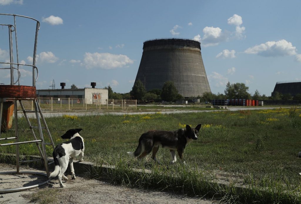Két kóbor kutya a csernobili atomerőműnél