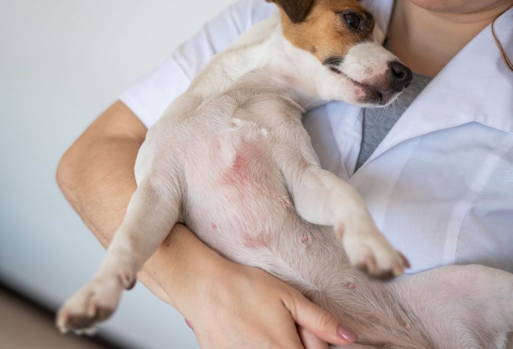 kutya-napeges | Marie Claire A kutyák hasa könnyen leég, bőrpír jelzi a problémát