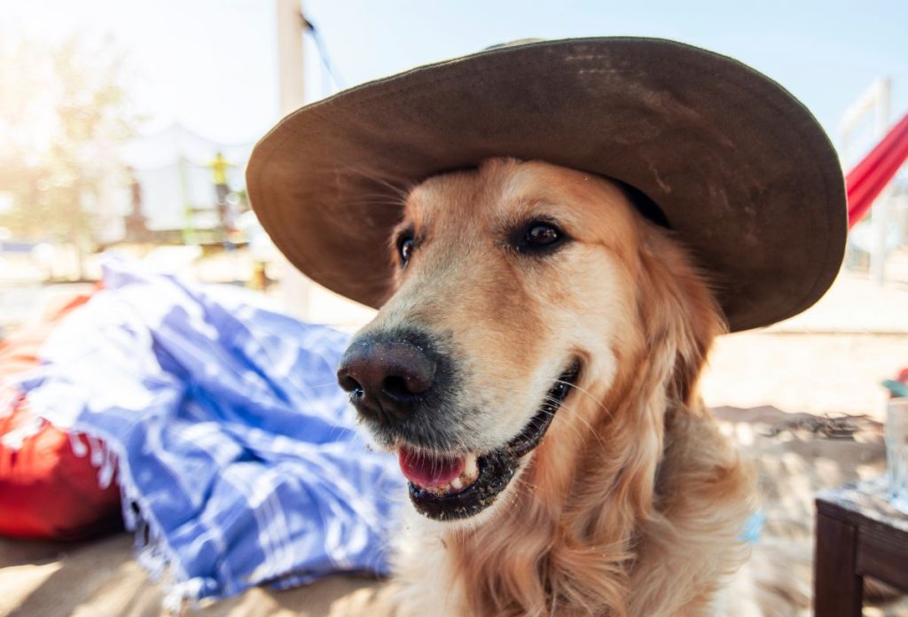 kutya-napeges-megelozes-fenyvedelem | Marie Claire A fényvédelem a kutyák esetében is fontos, hogy megelőzzük a napégést