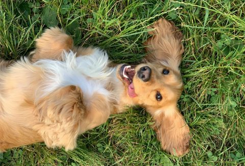 Kutya napégés tünetei, kezelése, megelőzése