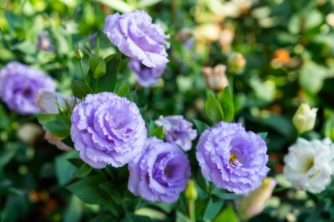 Liziantusz bokron lila virágokkal