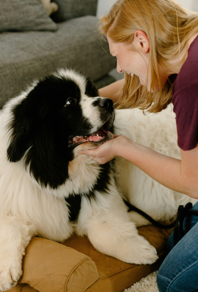 Szőke nő nagytestű fekete-fehér kutyát simogat