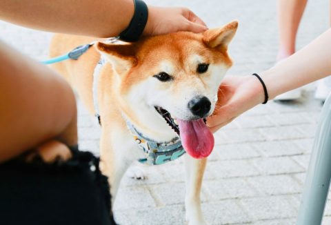 Shiba inu kutyát simogatják kezek