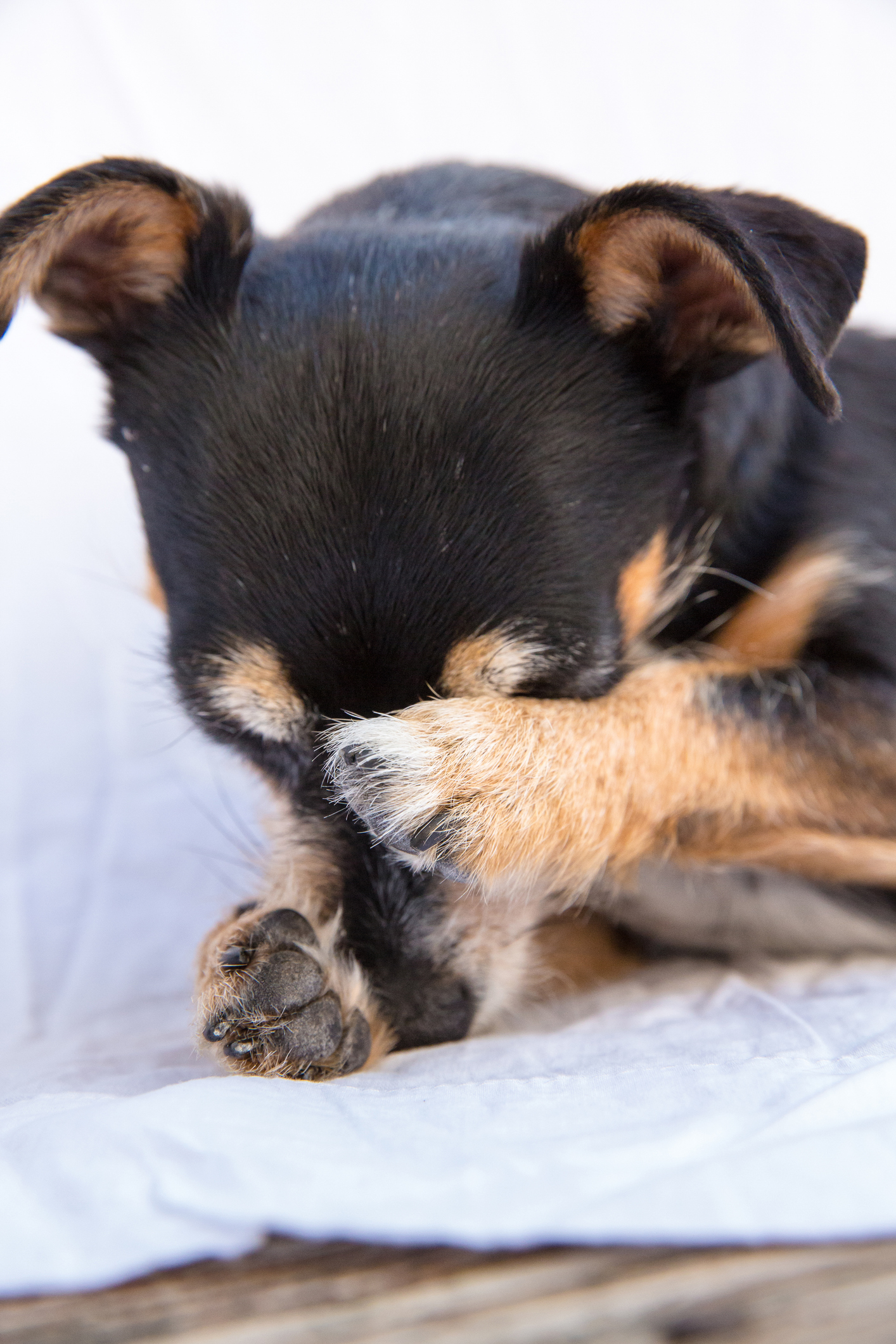 Veszélyes a kutyák mancsnyalogatása