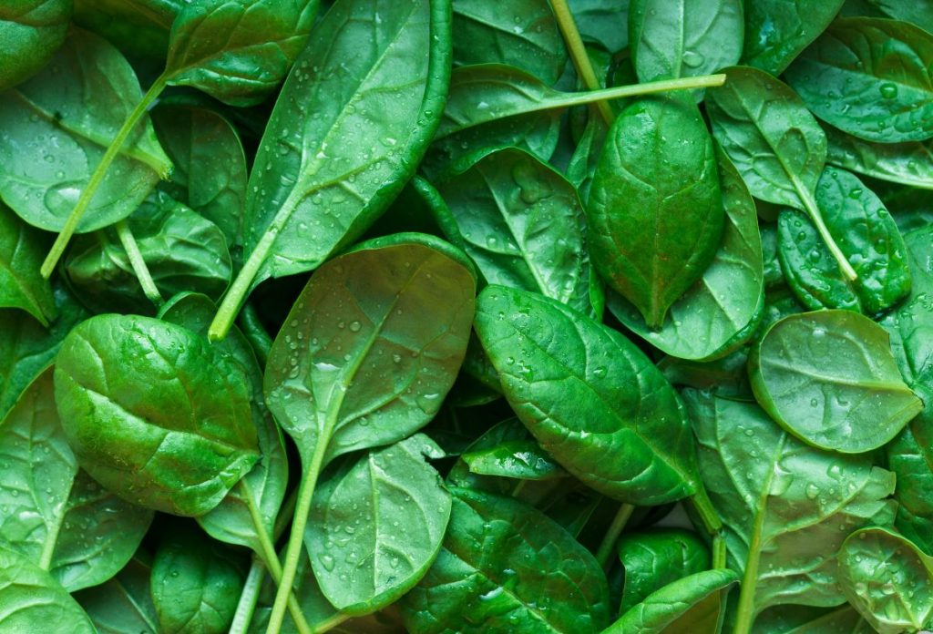 zsigeri-zsir-eltuntetesere-spenot | Marie Claire Spenótlevelek közeli képen, vízcseppekkel