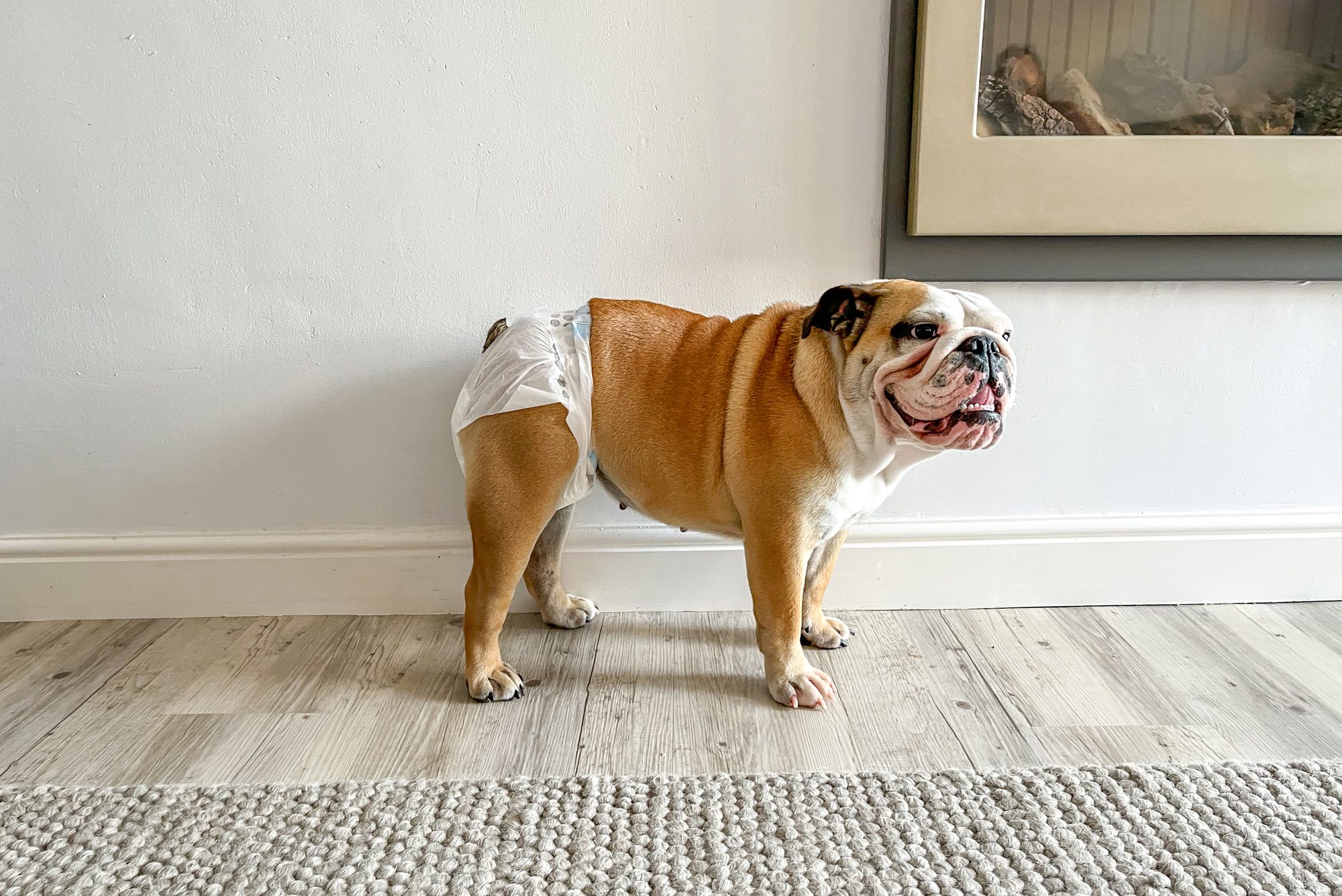 Fiatal nőstény bulldog pelenkában