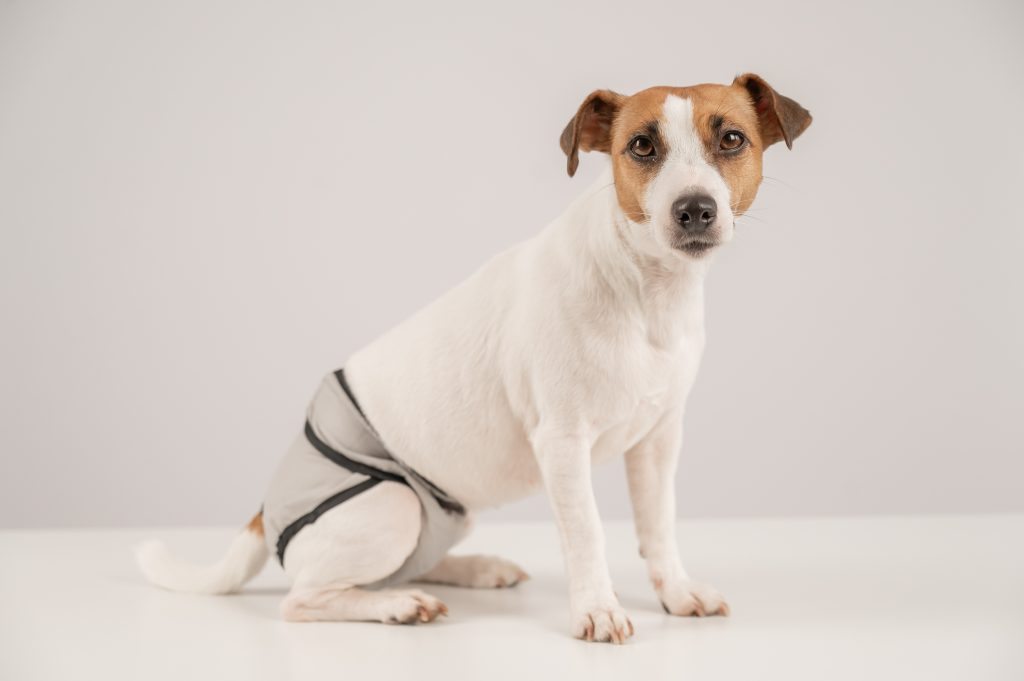 Fiatal szuka kutya menstruációs bugyiban