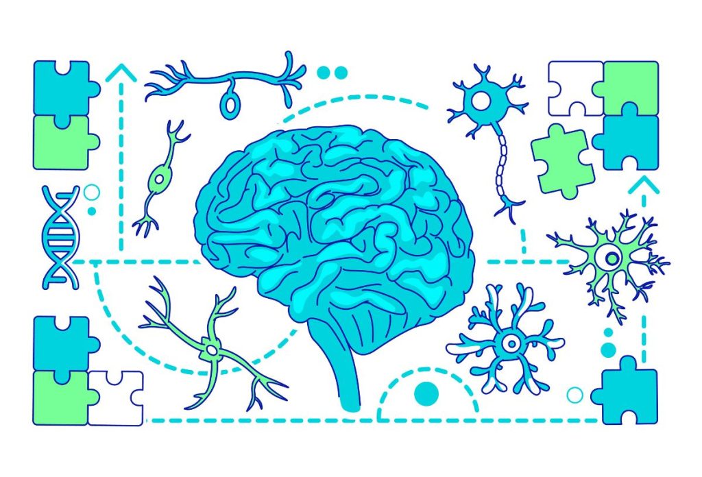 Kék és zöld rajzolt ábra az emberi agyról és az idegi összeköttetések gének által meghatározott különbözőségéről