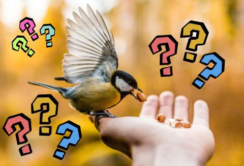 Cinege rászáll egy ember tenyerére és eszik a kezéből, színes kérdőjelek sárga háttér